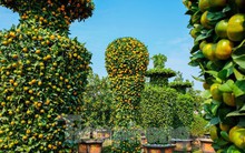 Độc đáo vườn quýt 'khủng' tạo dáng cúp vàng World Cup sẵn sàng đón Tết