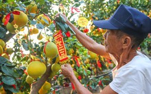 Bưởi Diễn vàng ửng, lúc lỉu quả Nam tiến, giá hàng chục triệu đồng