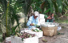 Vú sữa tím Sóc Trăng xuất khẩu sang Mỹ