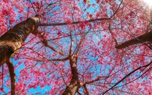 Mai anh đào nhuộm sắc hồng, Đà Lạt đẹp ngẩn ngơ