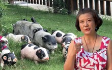 Thạc sĩ 56 tuổi kiếm 27 tỷ đồng/năm nhờ chăn nuôi giống lợn sắp tuyệt chủng: Thành bại trong kinh doanh phụ thuộc vào 2 yếu tố tiên quyết