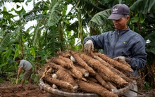 Trồng củ cọc, nông dân bãi giữa sông Hồng thu hàng trăm triệu đồng mỗi năm