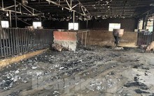 Cảnh tan hoang ở trang trại lợn hơn nghìn con bị lửa thiêu