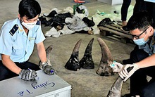 Lập công ty 'ma' để buôn lậu gần 10 tấn ngà voi, xương sư tử, vảy tê tê, sừng tê giác