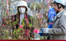 Người Hà Nội háo hức tìm mua đào nở sớm