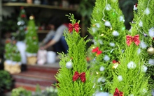 Hà Nội: Người dân thích thú với 'cây thông Noel tí hon' bày bán dịp Giáng sinh