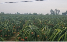 Cuối năm, giá trái thanh long ở Tiền Giang đạt mức kỉ lục, nhà vườn phấn khởi