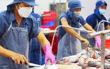 Cá tra dự kiến thu 2,4 tỷ USD xuất khẩu