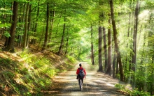 Đi bộ là phương pháp chữa bệnh thần kỳ" với cả thể chất và tinh thần: Ngăn ngừa 7 loại ung thư, phục hồi tổn thương nội tạng, giảm thoái hóa não