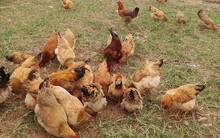 Mondelez Kinh Đô "tung ra" món bánh bông lan làm từ trứng gà nhân đạo