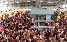 Mondelez Kinh Đô sắp ra mắt bánh làm từ trứng gà nhân đạo - 'ông lớn' nào ở Việt Nam đang 'đặt cược' vào loại gà đặc biệt này?