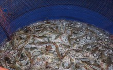 Giá tôm sú, tôm thẻ cuối vụ tăng