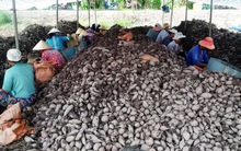 Giá khoai lang tím Nhật lập đỉnh mới, hơn 1,2 triệu đồng/tạ