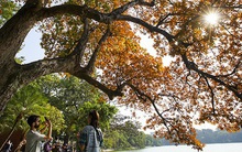 Cây lộc vừng 9 gốc bên Hồ Gươm đổi màu vàng cam tuyệt đẹp