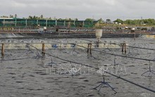 Người nuôi phấn khởi khi giá tôm nguyên liệu tăng cao sát Tết