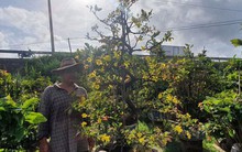 Người trồng mai ở miền Trung như ngồi trên lửa