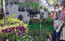 Hàng Tết độc, lạ hút khách