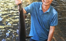 Vua cá tầm trên đỉnh Pù Rinh