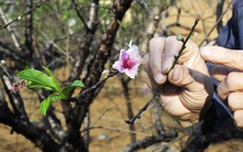 Hoa đào năm nay nở chậm, chủ vườn tư vấn cho khách cách chọn cây ưng ý chơi Tết