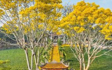 Khung cảnh lãng mạn như phim ở tu viện Bát Nhã khi mùa phượng vàng nở