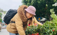 Chợ hoa Hoàng Hoa Thám rực rỡ, náo nhiệt mùa cận Tết
