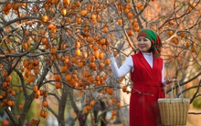 Vườn hồng Mộc Châu chín đỏ giữa trời Hà Nội, thu hút nhiều người tới check-in