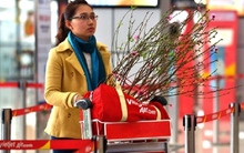 Đào, mai, quất... 'bay' Hà Nội - TP.HCM đón Tết Nguyên đán: 500.000 đồng/bó