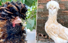 Quà biếu Tết siêu độc dị: Gà sư tử Ba Lan giá gần chục triệu đồng