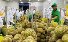 Khuyến cáo người dân, doanh nghiệp không chạy theo 'cơn sốt' sầu riêng