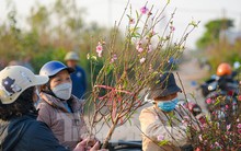 Đào nở sớm, bắt đầu xuống phố đón Tết Dương lịch