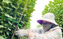 Hàng trăm nghìn chậu hoa cúc Tết ở Quảng Ngãi chưa nở đã được mua sạch tại vườn