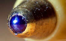 Một vật nhỏ chưa đến 1mm từng khiến Trung Quốc 'mất ăn, mất ngủ' vì không chế tạo được: Nghiên cứu suốt 5 năm, tiêu tốn 60 triệu USD mới tự sản xuất thành công