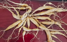 Nông dân Bắc Giang thu tiền tỷ mỗi năm nhờ trồng sâm tiến vua