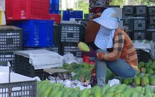 Việt Nam là thị trường cung cấp xoài lớn thứ 3 cho Hàn Quốc