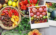 Cô gái nghỉ việc ở văn phòng, về quê sống sở hữu khu vườn đầy ắp rau củ