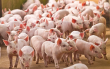 VinaCapital: Trung Quốc nới lỏng “Zero Covid” gây áp lực lên giá thịt lợn Việt Nam