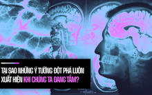 Đi tìm suối nguồn sáng tạo trong não bộ: Tại sao những ý tưởng đột phá luôn xuất hiện khi chúng ta đang tắm?