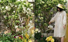 Mãn nhãn trước khu vườn 4 mùa hoa nở, cây cối tươi tốt quanh năm của cô gái 9x