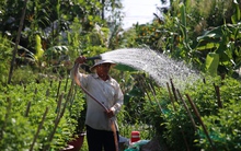 Các làng hoa ở miền Tây tăng sản lượng, kỳ vọng bội thu mùa Tết