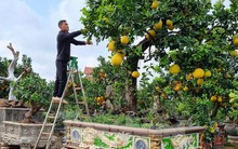 Ngắm cây bưởi trăm tuổi có chậu dát vàng ở Hưng Yên, khách trả nửa tỷ đồng chưa bán