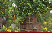 Khách săn mua quất bonsai dáng độc, giá tiền triệu chơi Tết