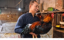 Đặc sản gà Hồ "tiến vua" khan hàng dịp Tết