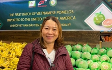 Bưởi da xanh Việt Nam lần đầu "có mặt" tại Mỹ, người Việt hào hứng mua