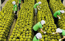 Tổ yến, khoai lang sắp sang Trung Quốc, đàm phán tiếp cho thịt heo