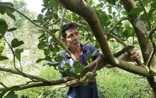 Bưởi da xanh 'đi Mỹ', nhà vườn quay lại trồng