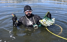 Ngụp lặn nhặt bóng golf: Nghề lạ thu nhập hơn 1 triệu USD/năm