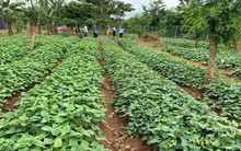 Mặt hàng này dự kiến giúp nông dân tại Nhật Bản “đổi đời”, hóa ra là loại đặc sản Việt Nam cũng vô cùng dồi dào