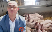 Người đàn ông về quê nuôi heo, ôm khoản nợ tiền tỷ: Mạo hiểm dùng hết vốn liếng "đổ xuống đất" và cái kết ngoài sức tưởng tượng