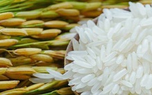 Gạo đặc sản Campuchia giành giải nhất cuộc thi gạo ngon thế giới