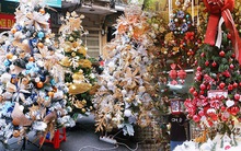 Hà Nội: Thị trường cây thông Noel nhộn nhịp, mức giá từ 10 - 20 triệu hút khách mua